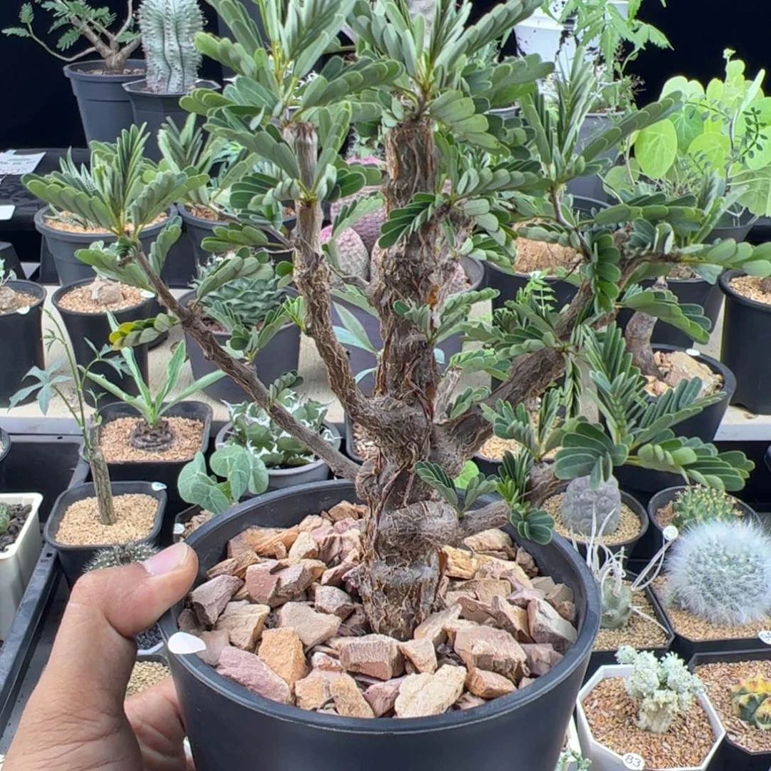 沙漠苏木一物一拍带盆发