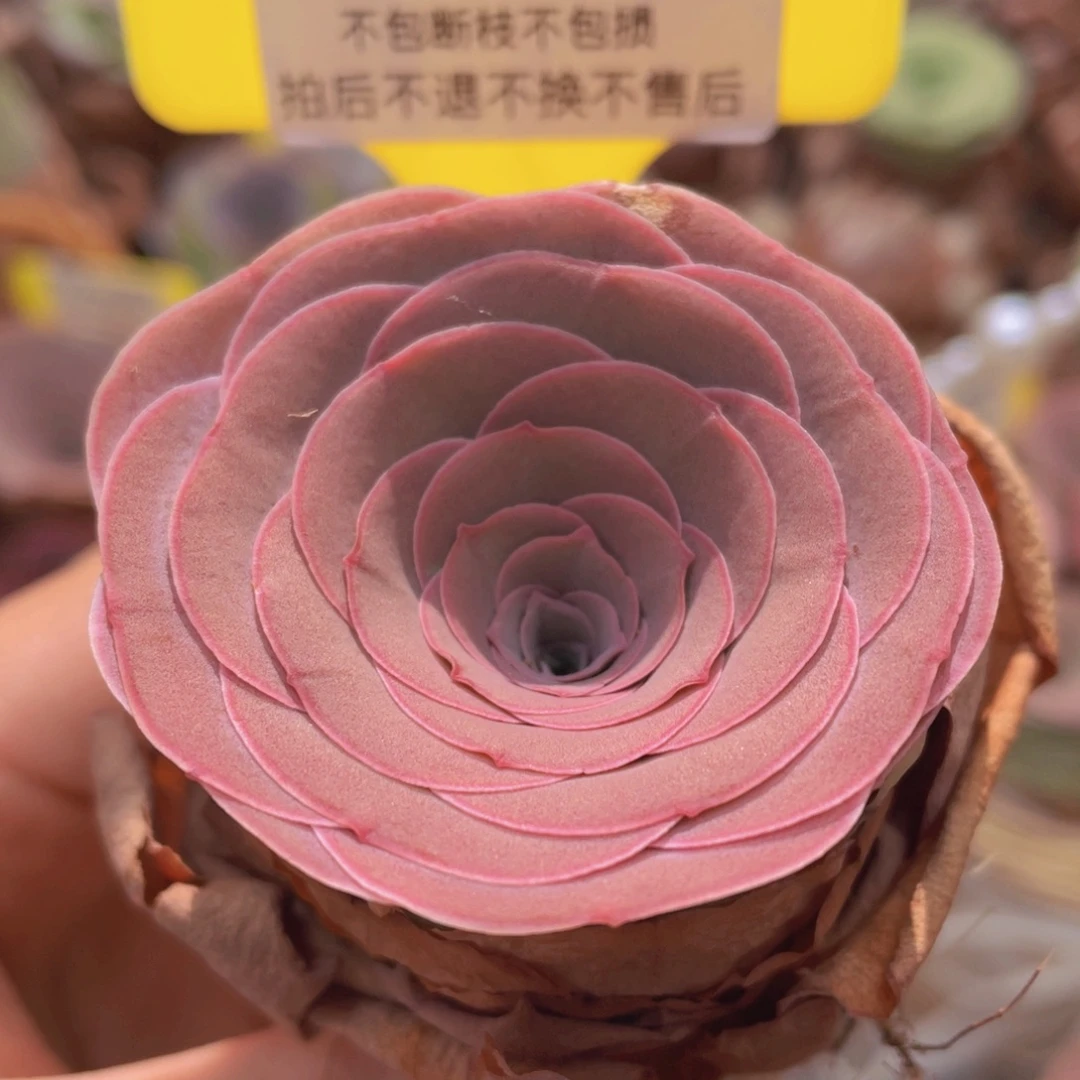 山地玫瑰Z021断枝不包损不售后