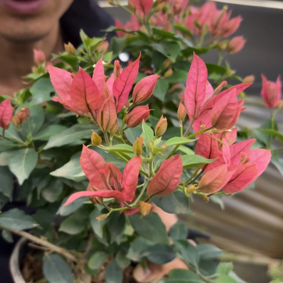 全部花苞（布里扎）三角梅会落花落叶会光杆苗有大有小