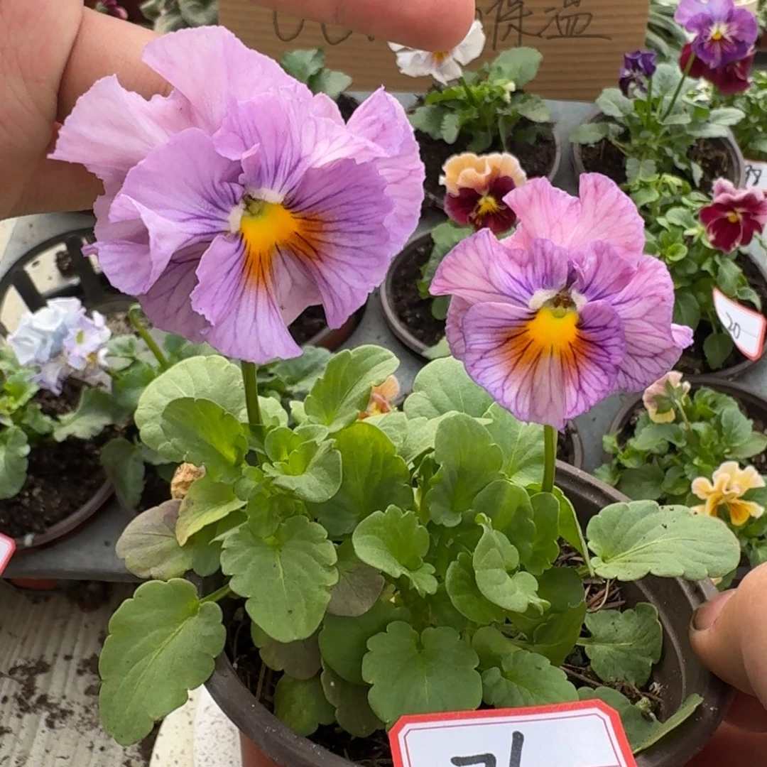 大部分花苞少量开放76