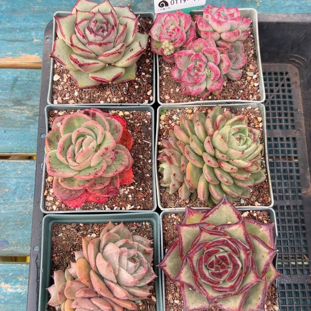 多肉一物一拍编号0119-117