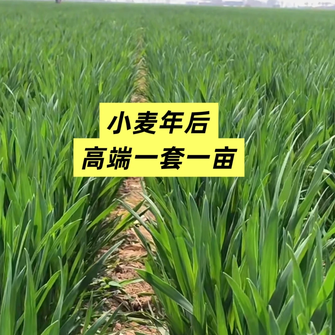 小麦高端年后一套一亩套餐营养叶面喷打水溶肥