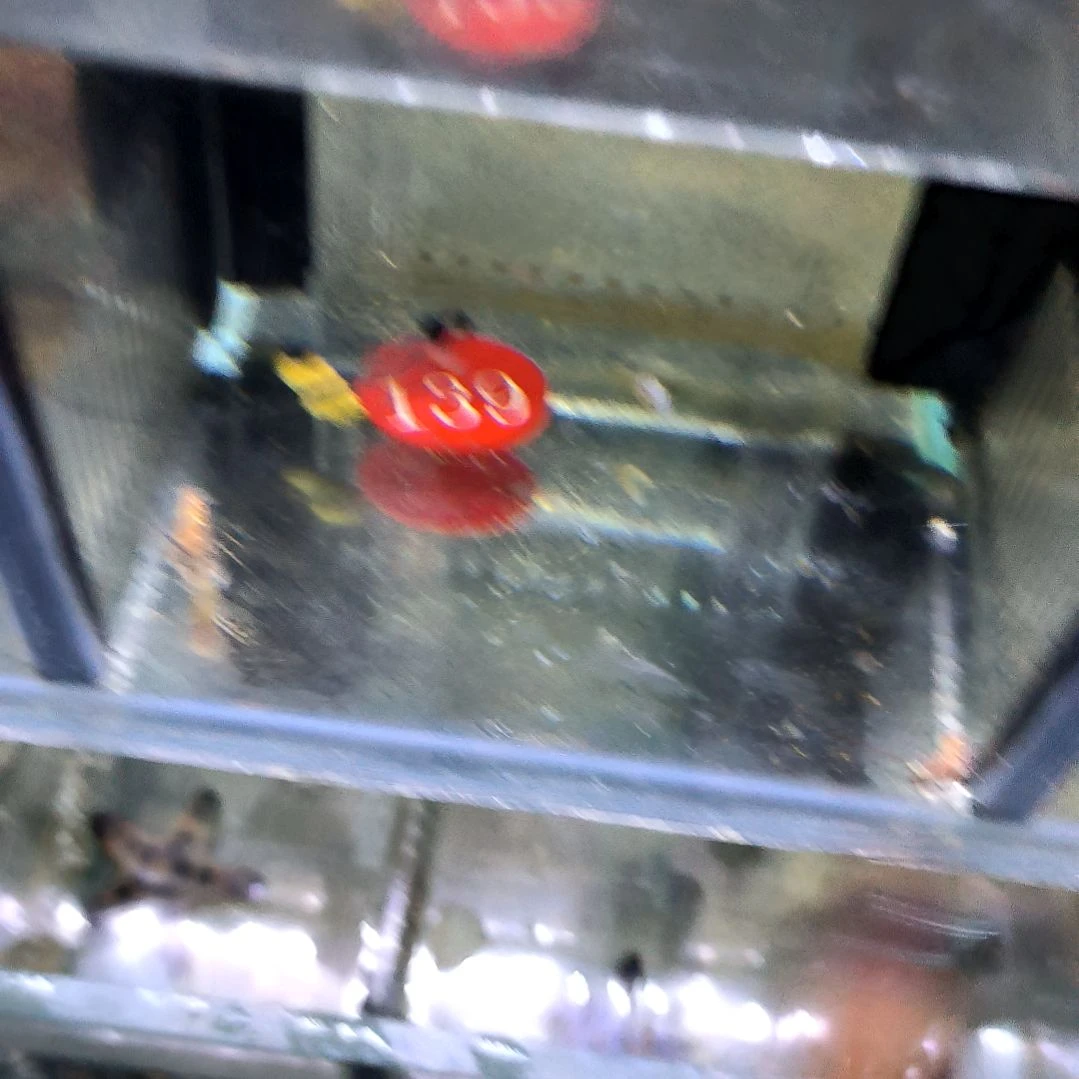 海水鱼虎纹枪虾/122-139