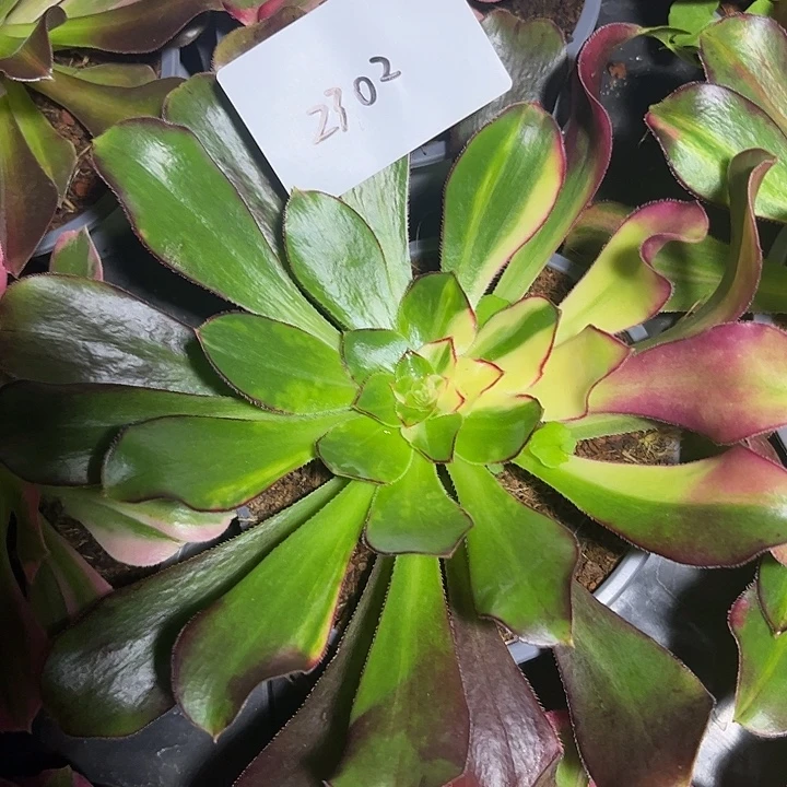 秋***美多肉植物保护专业2302