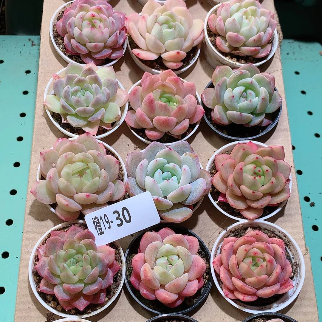 19-30一物一拍带盆18颗。