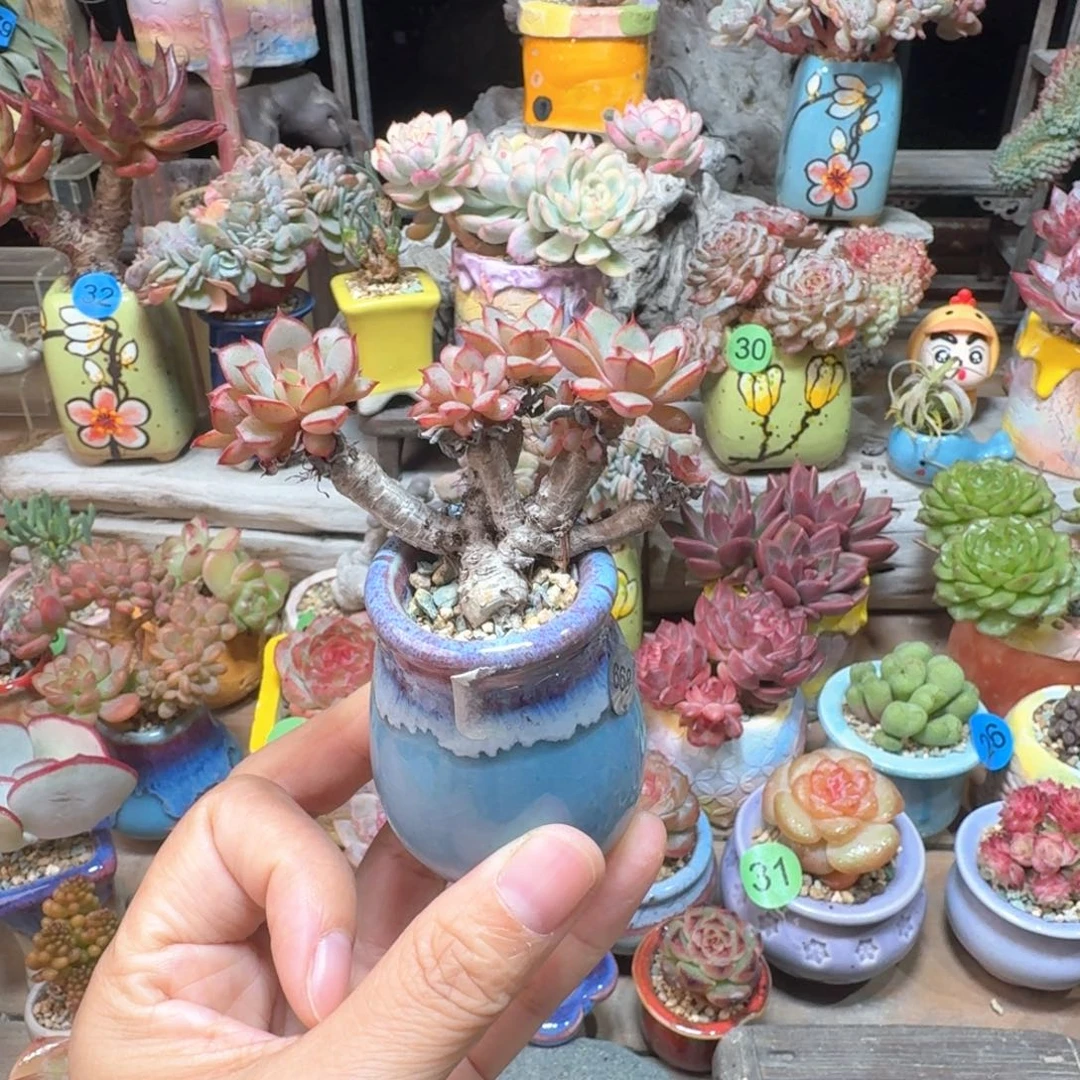 漫天 多肉含盆土 一物一拍