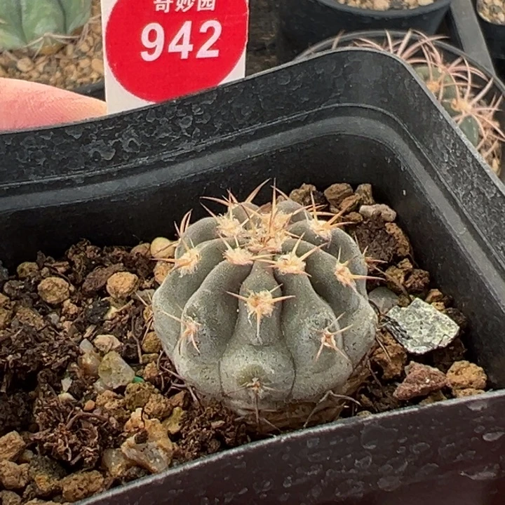 实生上蜡阿寒玉一棵仙人球，