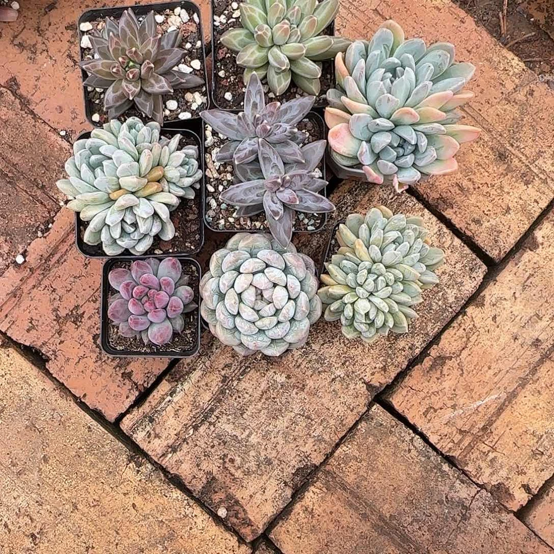 8颗发货。