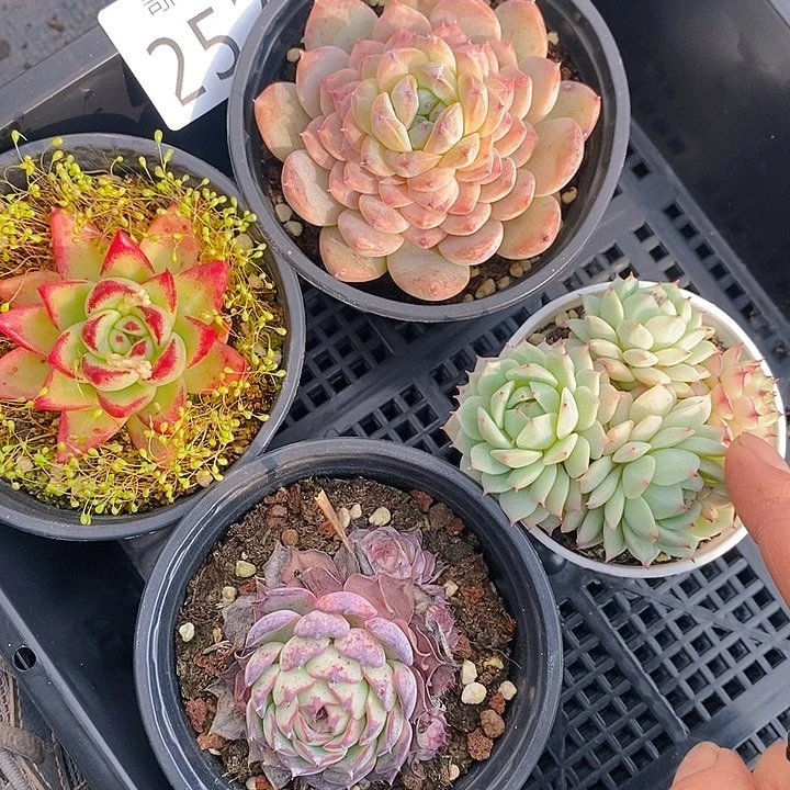 252 多肉植物盆栽花卉植物