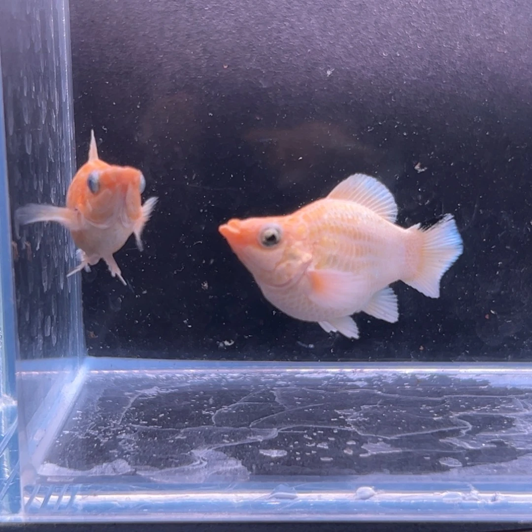 孔雀鱼柠檬玛丽一对