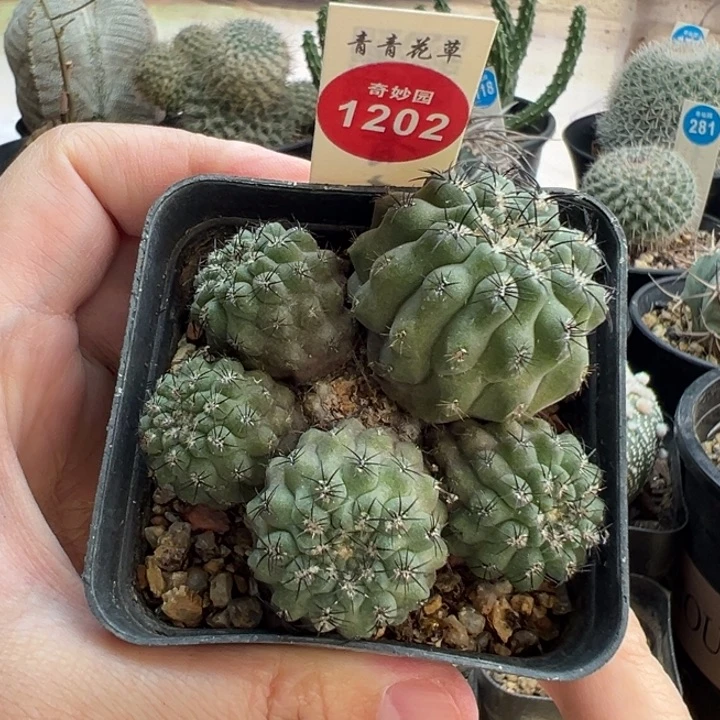 实生五头黑刺智利球群一棵有斑