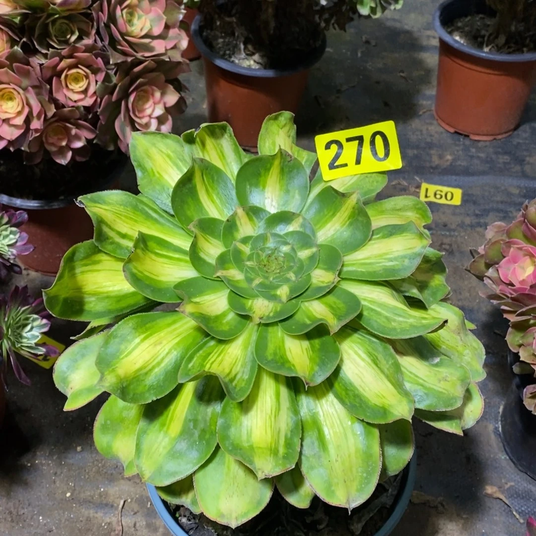 暴君多肉法师270