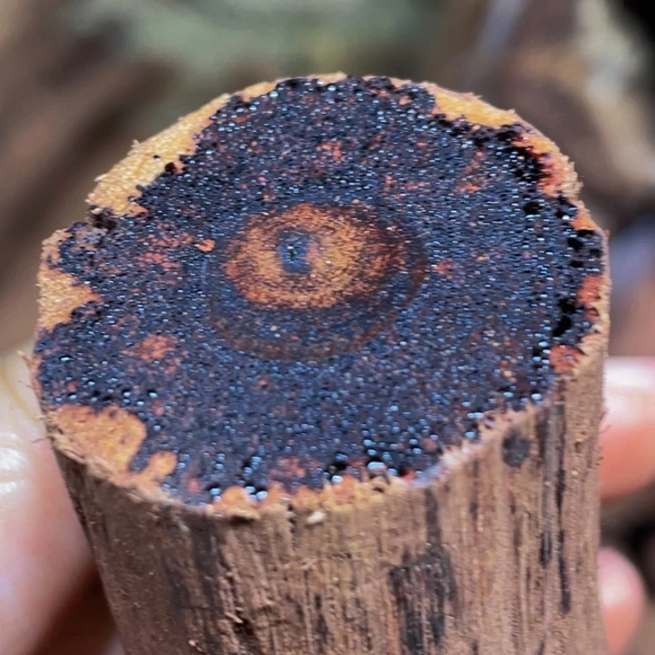 降真香定制缅甸小叶降真香