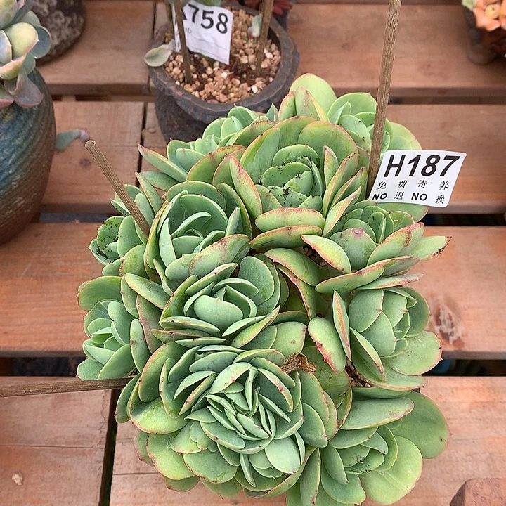 鸡蛋碧桃缀化 非偏远38包邮节后发货
