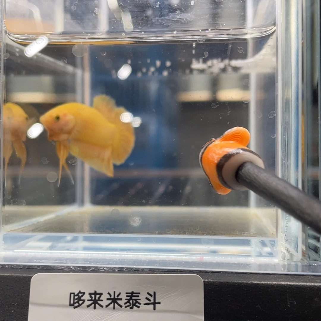 斗鱼12.9 超黄将军 038