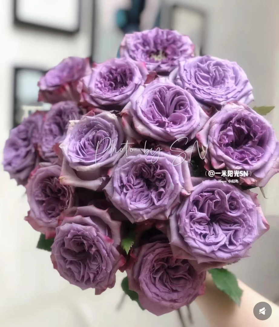 【多洛塔 10支】1单中通2单顺丰冷链 云南鲜花10%运损 发后不退换