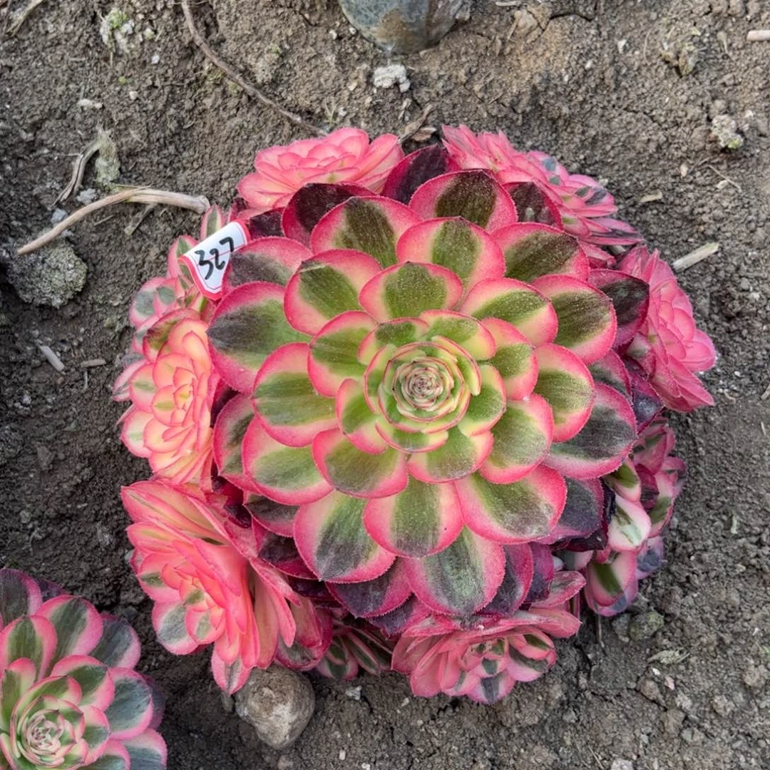 327多肉植物粉荔枝