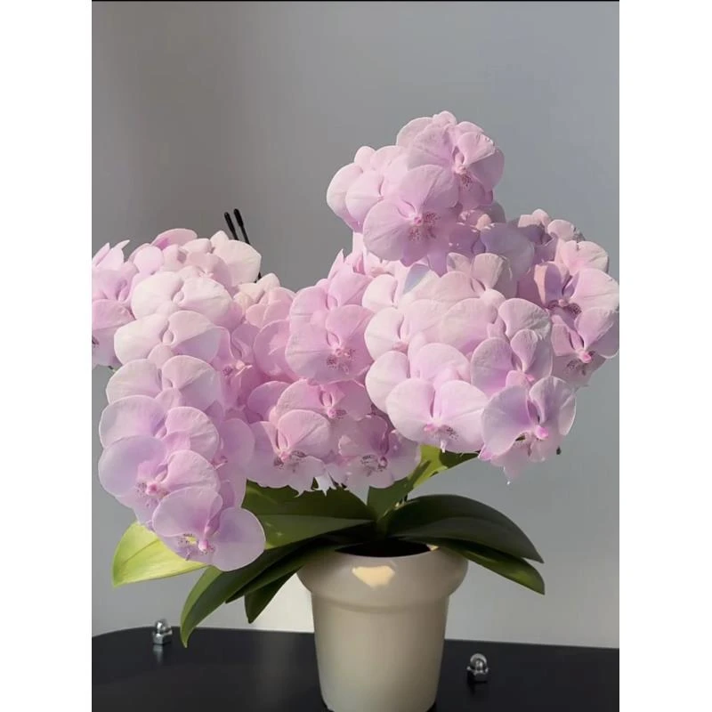 3个花剑   名贵品种 【禹城王子】3.0寸蝴蝶兰能开100多花苞左右