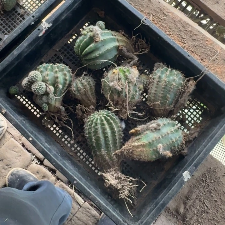 369筐拍不好无售后斑