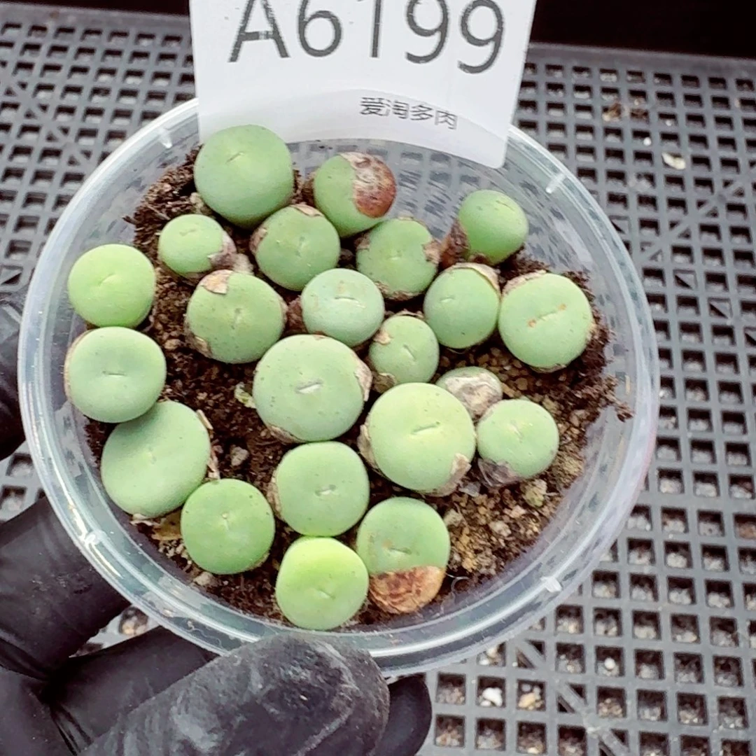 6199—生石花 生石花