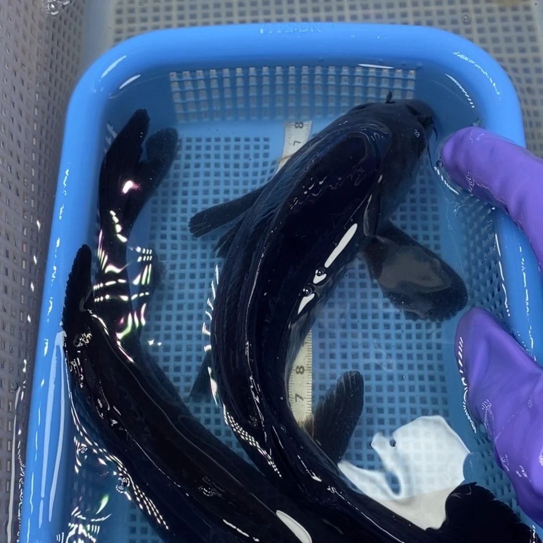 锦鲤冷水锦鲤包邮