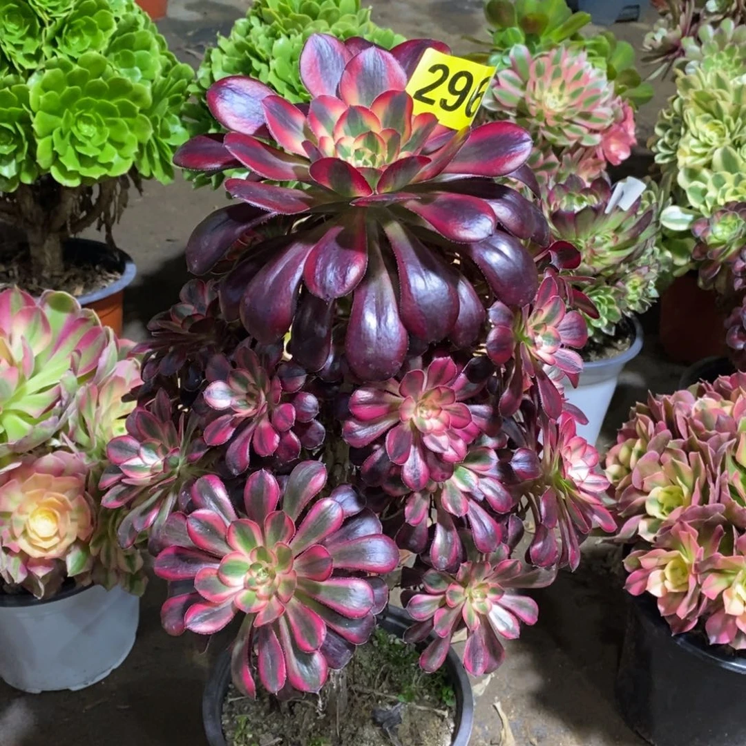 香奈多肉法师296