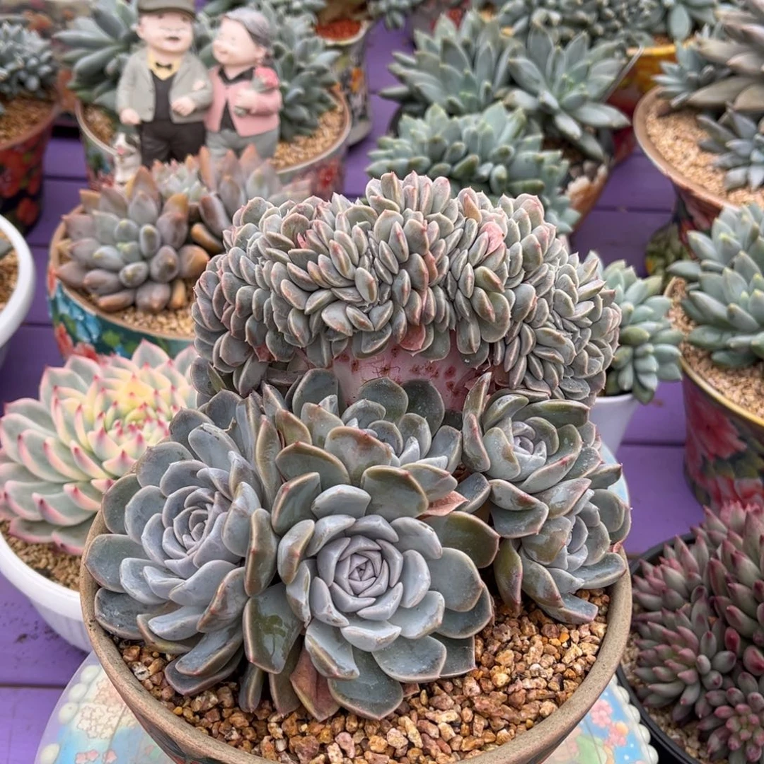 汉堡树缀一物一拍