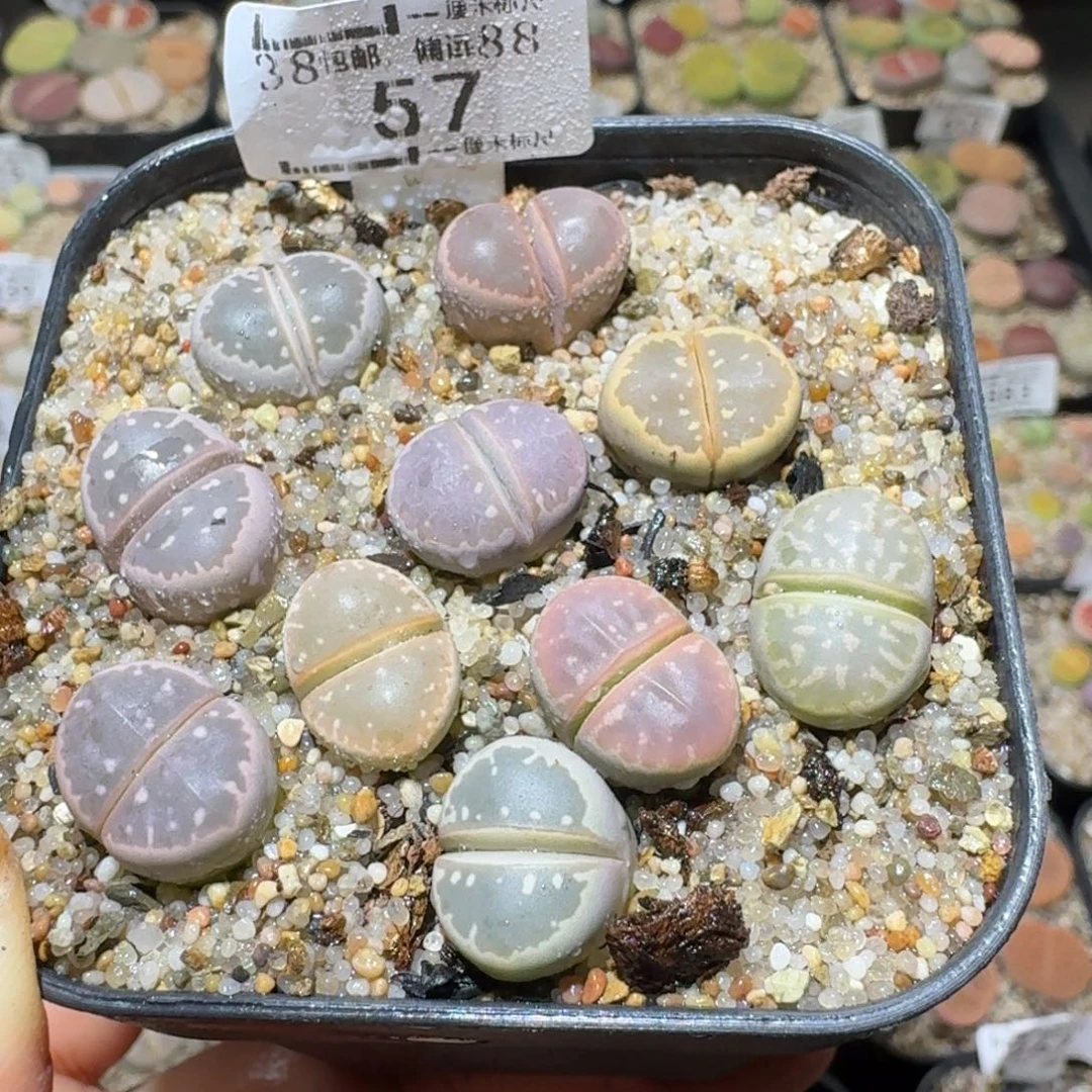 Sss清了便宜卖57橄榄