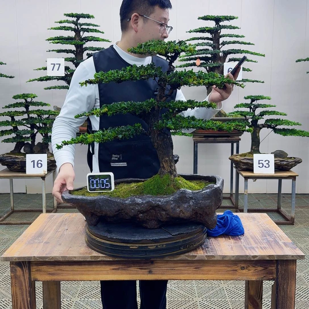 盆景罗汉松造型盆景