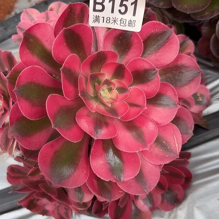 多肉法师淘宝福利