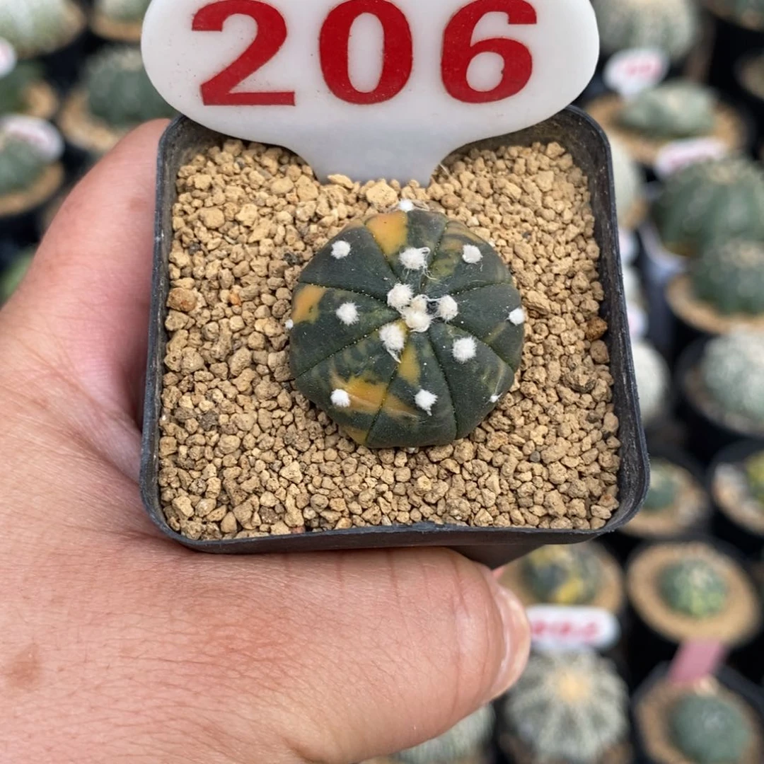 206兜锦福利多多