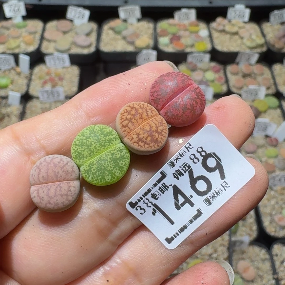 「***」Sssss精品生石花1469