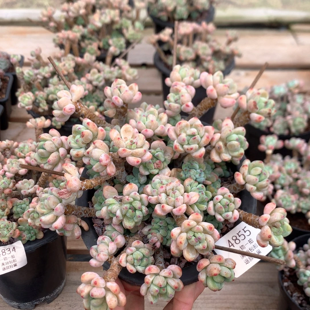 19厘米樱花罗琦  4855