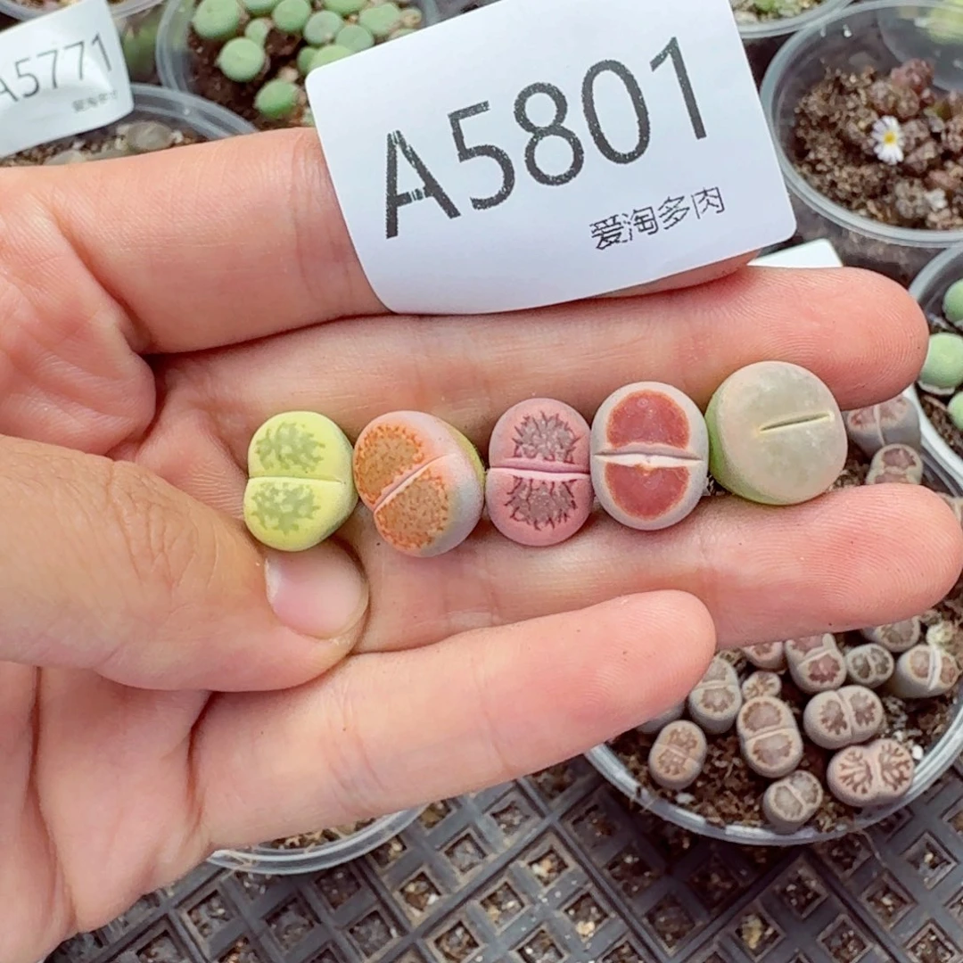 5801—生石花 生石花