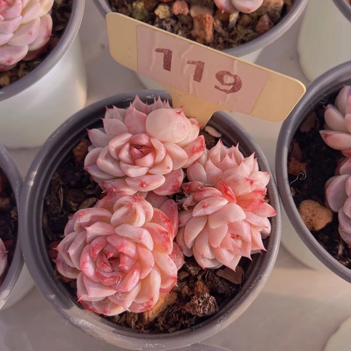 健健康康平平安安