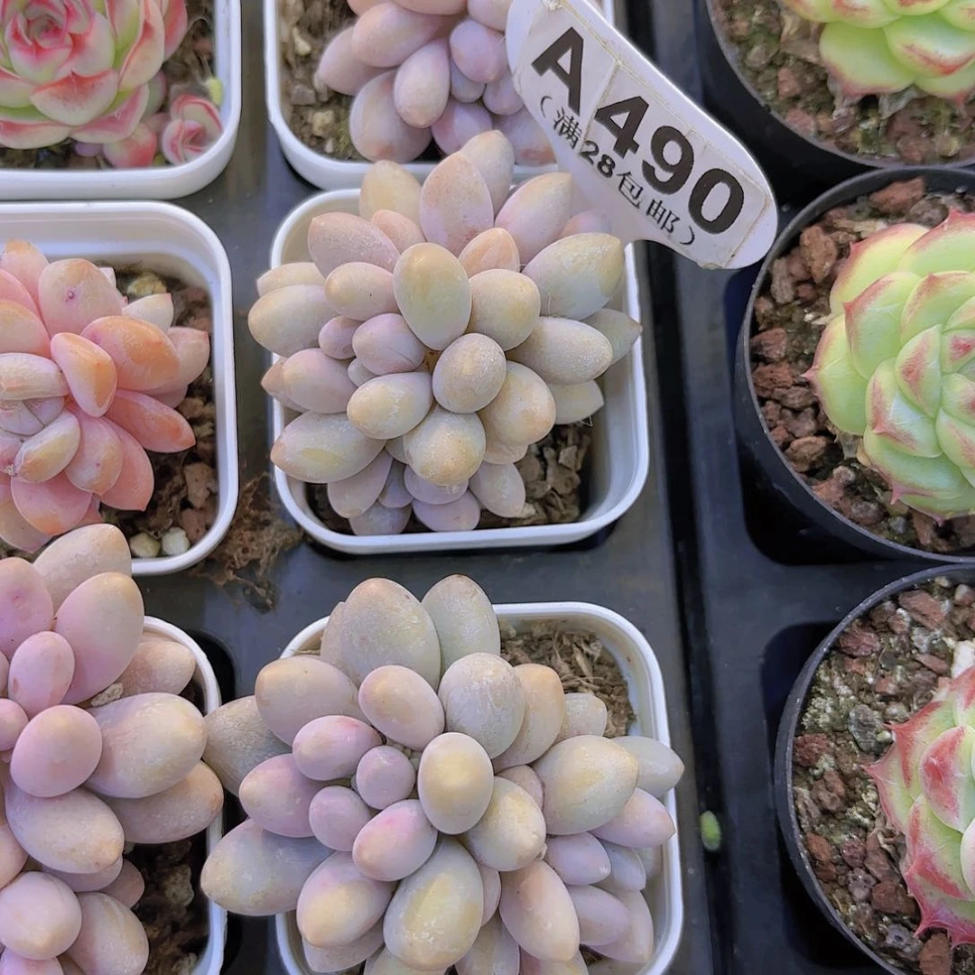 A490手指奶yi wu yi pai