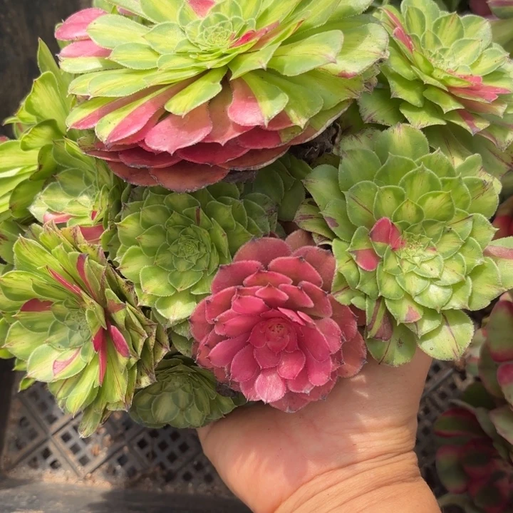 哈哈多肉植物知否071