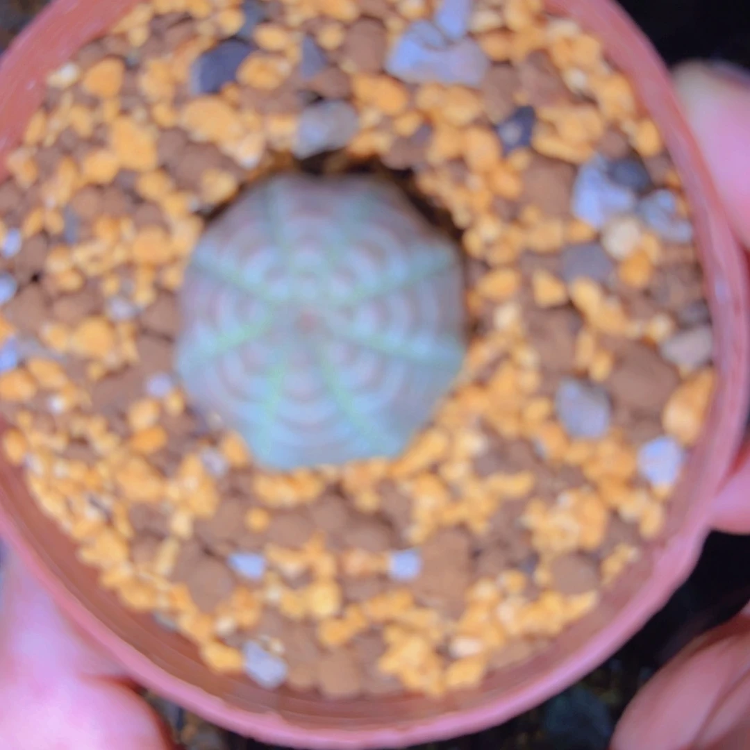 2**7块根植物块根植物