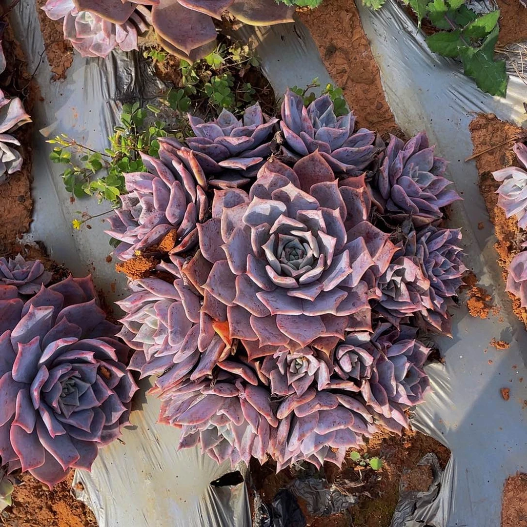露西娜地栽手捧花48