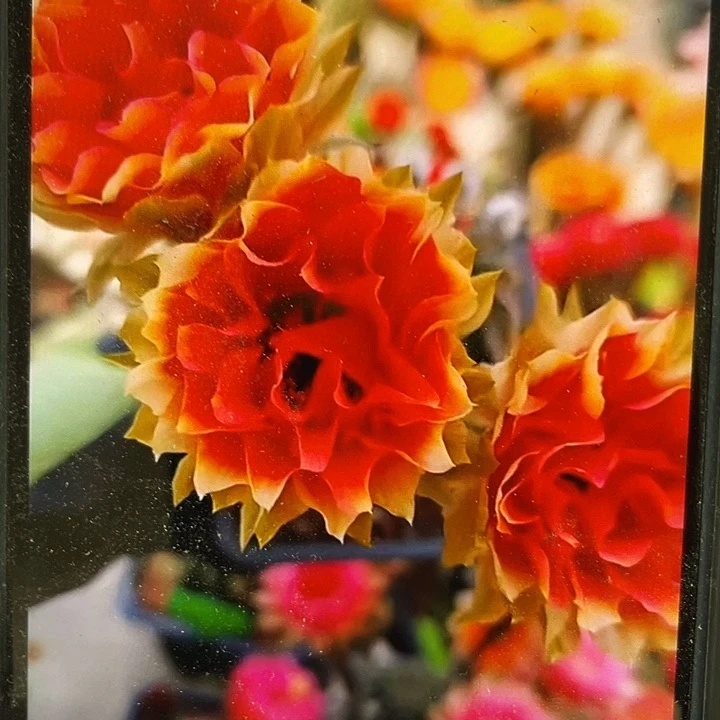 38号丽华侧芽歪5公分以上满18包邮