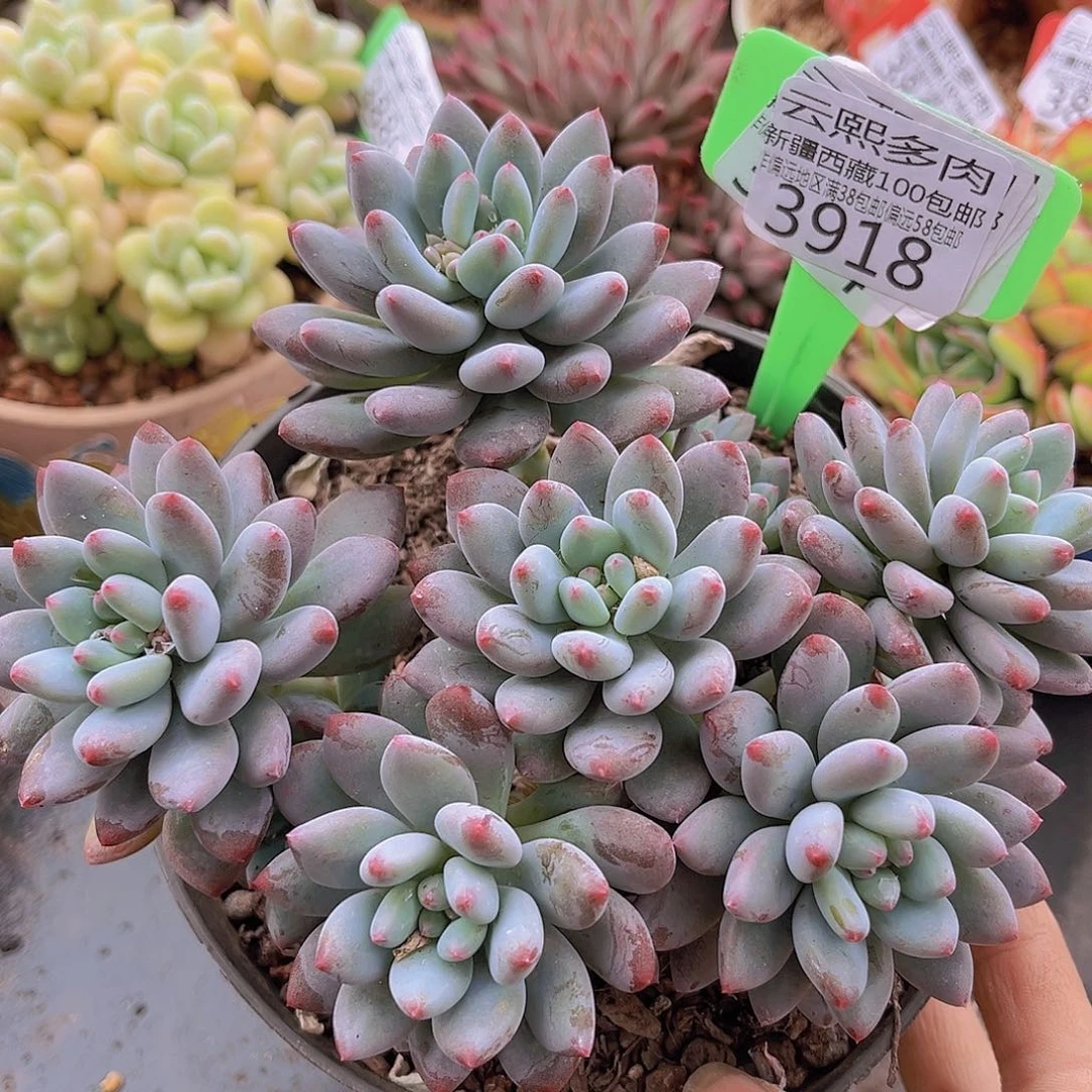 3918烟火美人多肉植物