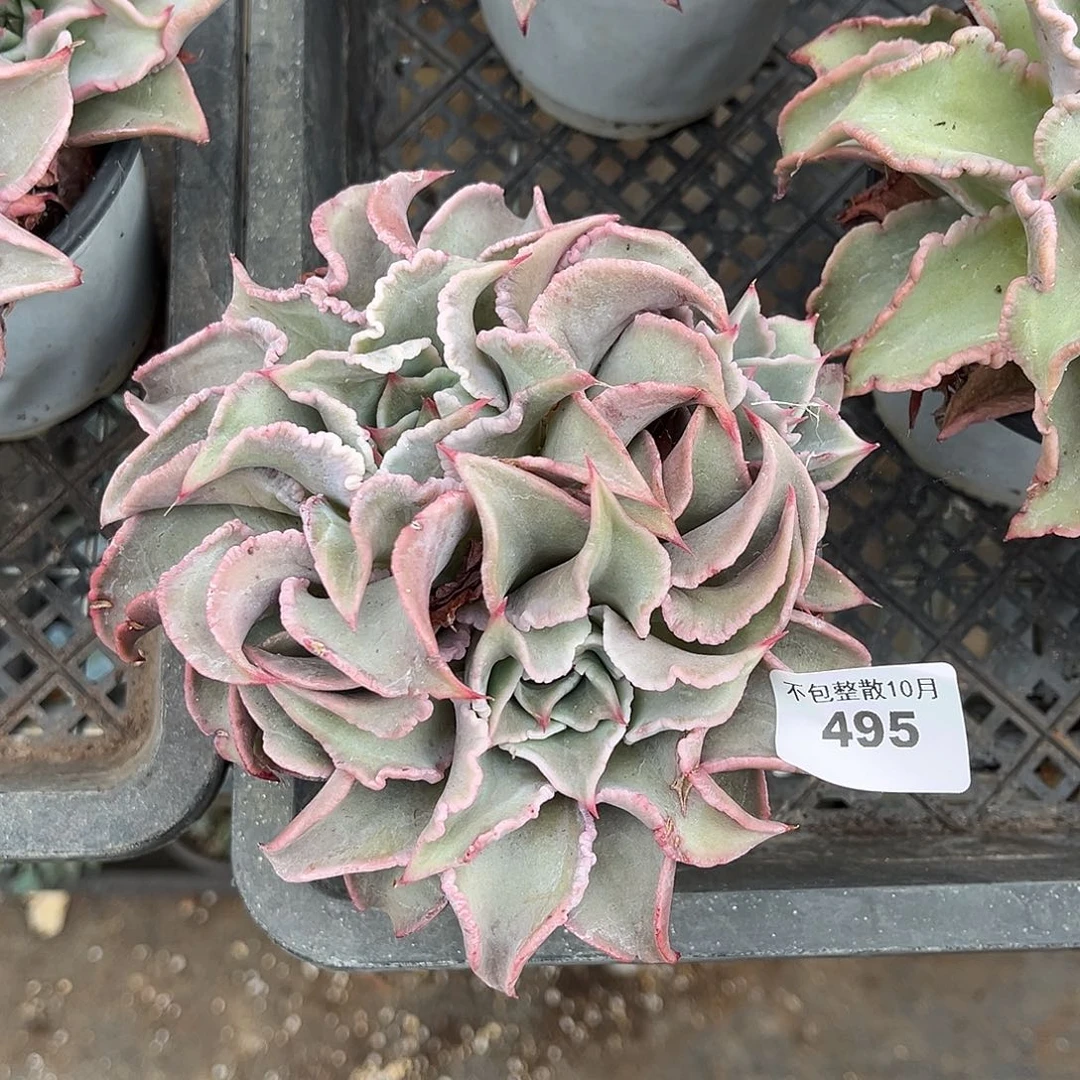 阿雅园艺。      495饺子皮