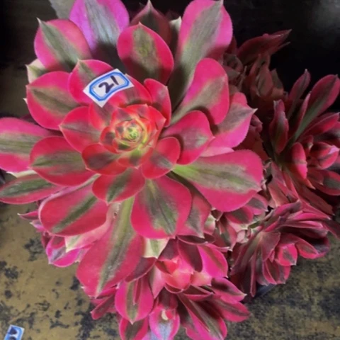 粉女巫多肉植物一物一拍21多肉