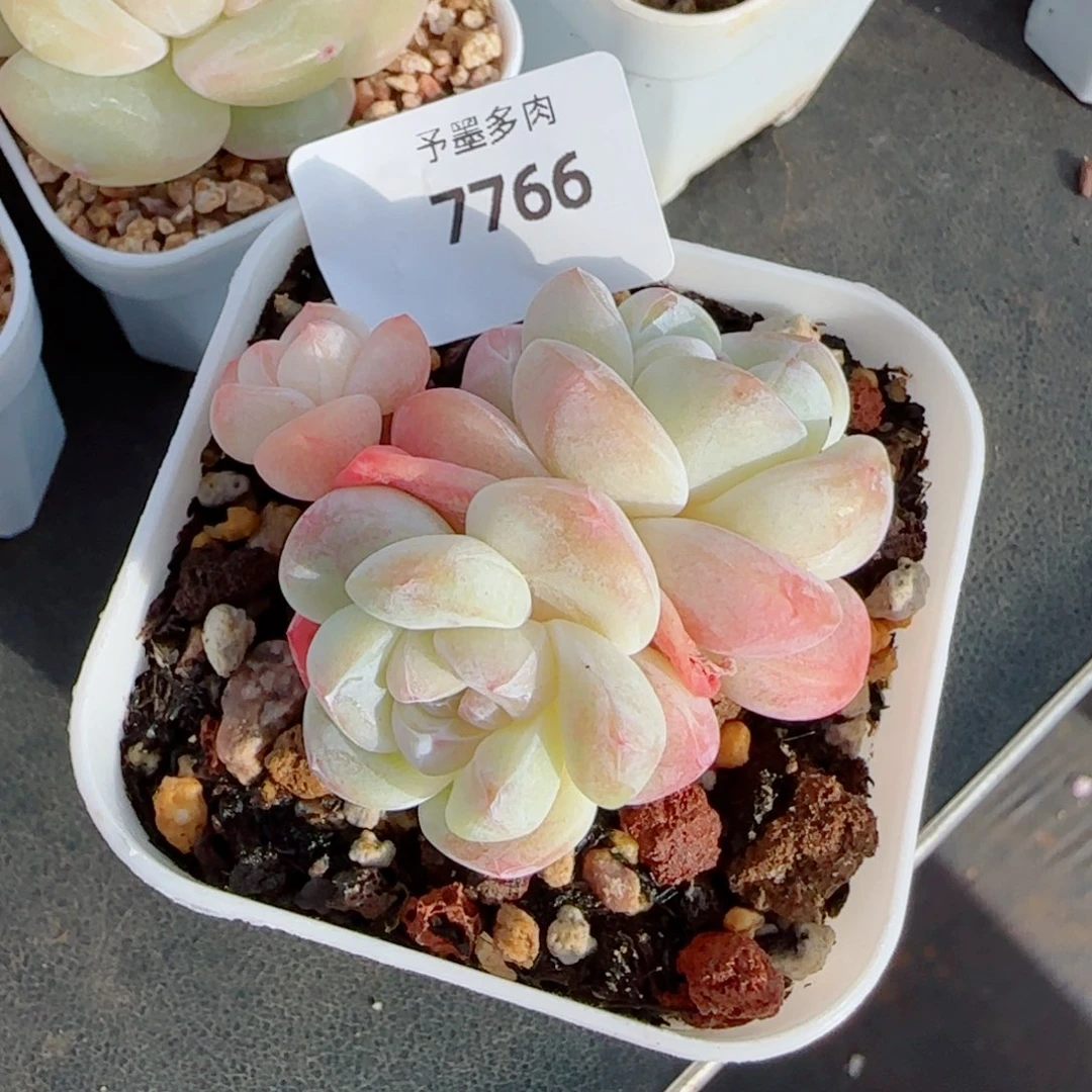 冰玉福利，7766多肉植物