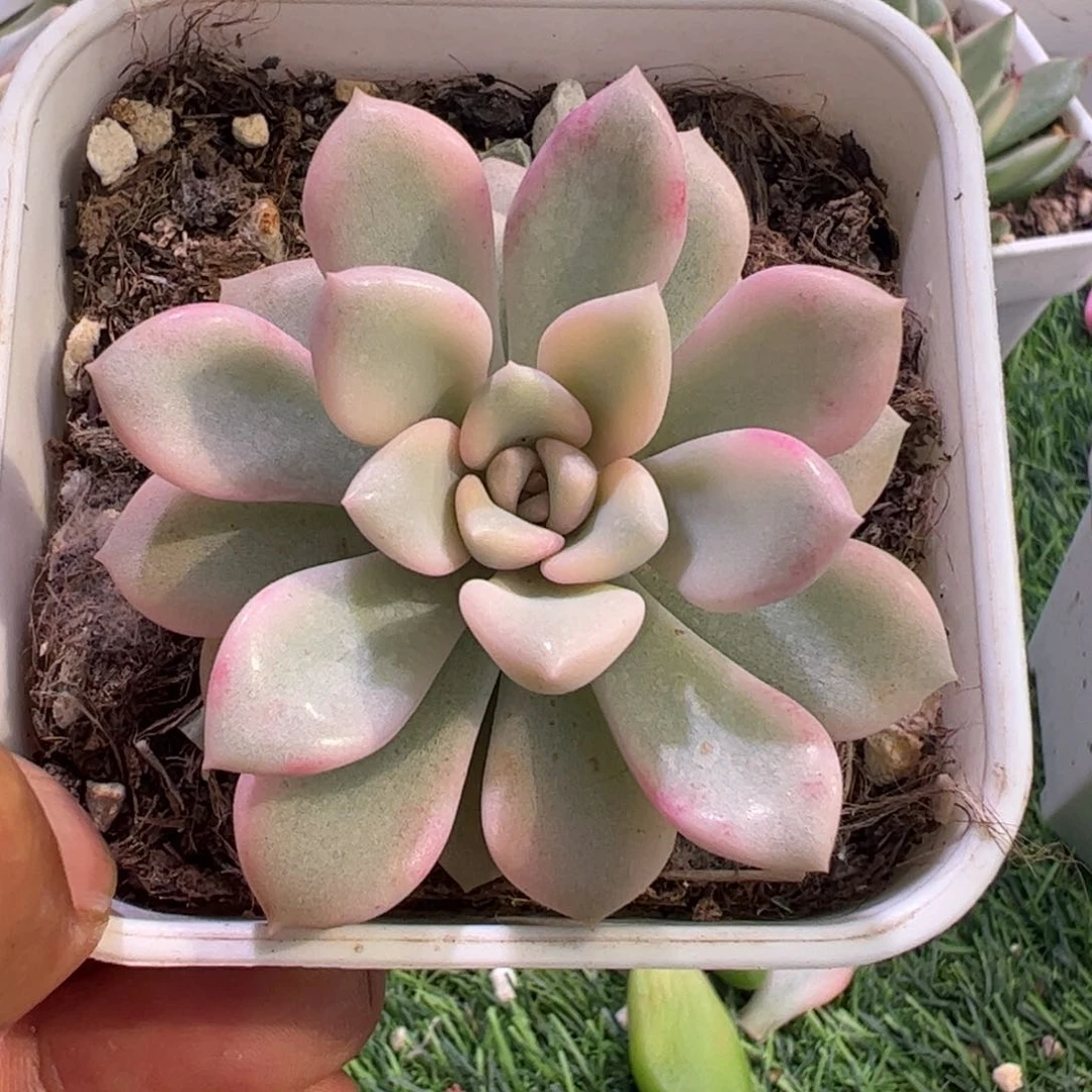 晓*多肉植物多肉植物