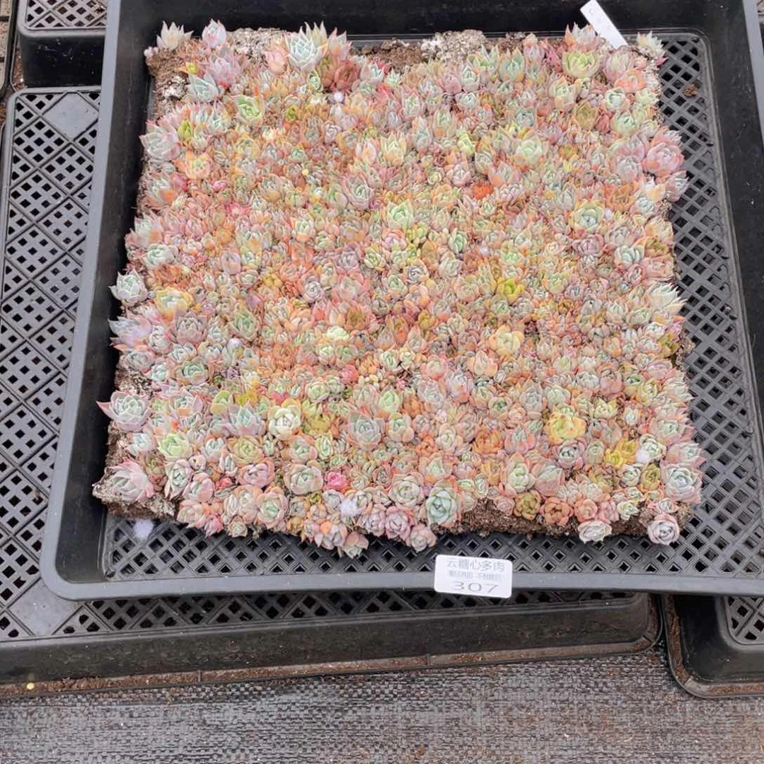 云糖心多肉植物307