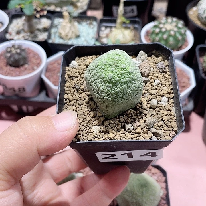 做****的214凝提玉仙人球