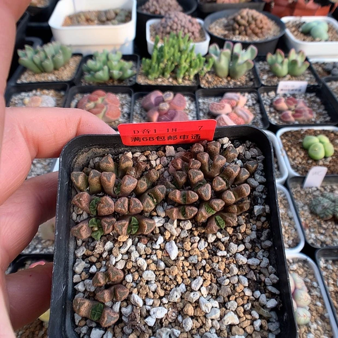 【闪购商品】1-18-7 火柴一盆 50