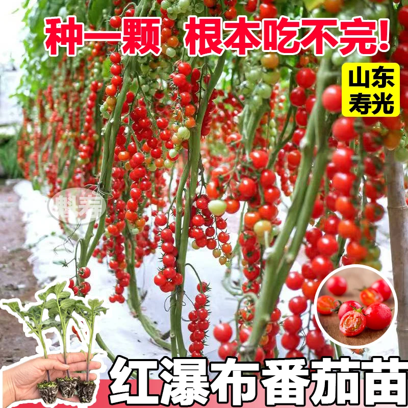 寿光压塌架珍珠瀑布番茄秧苗带土超甜千禧贝贝小西红柿圣女果种子