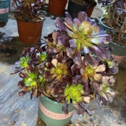 圆叶多肉植物041